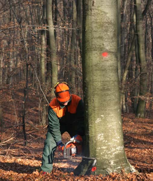 This is a photo of a tree surgeon cutting into the base of a large tree which is being felled. He is using a petrol chainsaw. The tree is about sixty inches wide. Photo taken by Harleston Tree Surgeons